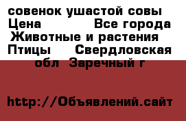 совенок ушастой совы › Цена ­ 5 000 - Все города Животные и растения » Птицы   . Свердловская обл.,Заречный г.